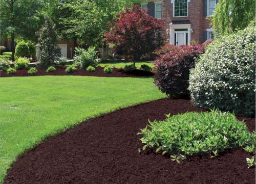 Cocoa Mulch detail