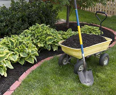 mulch in a wheelbarrow