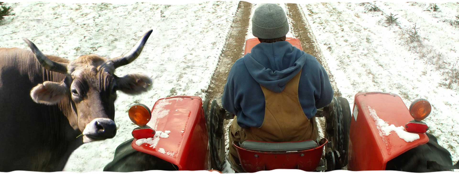 Oxen and Tractor Hayride